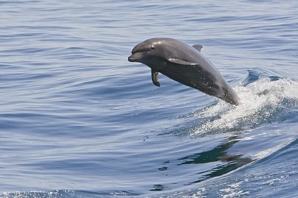 Bottlenose Dolphin - leaping - Baja California, Mexico