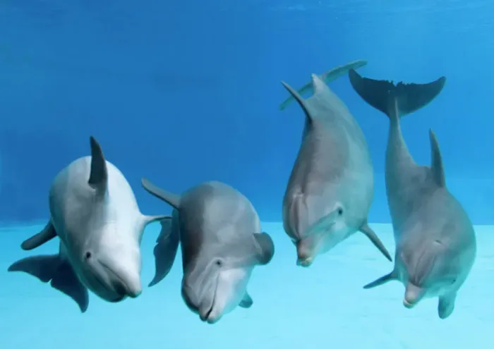 Framed Print : Bottlenose Dolphins Print - Four Dancing Underwater Framed Print : Bottlenose Dolphins Print - Four Dancing Underwater