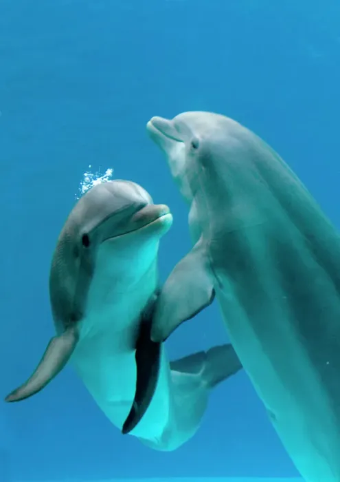 Framed Print : Bottlenose Dolphins Pair Dancing Underwater Print Framed Print : Bottlenose Dolphins Pair Dancing Underwater Print