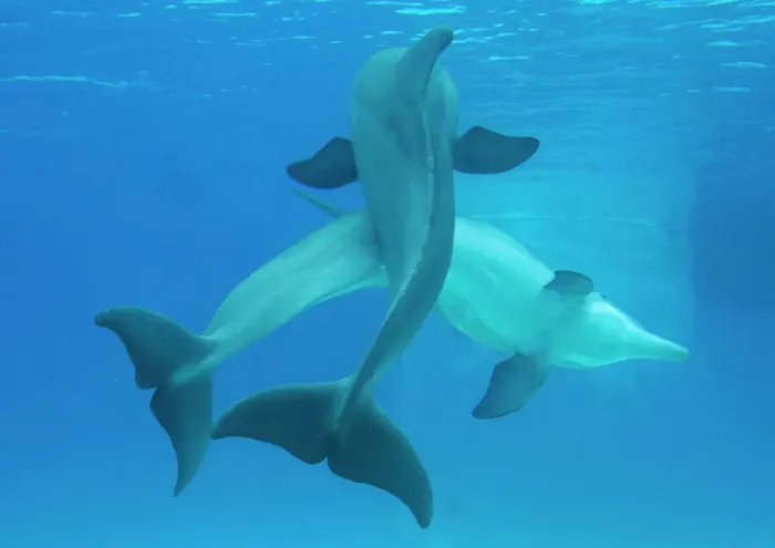 Framed Print : Bottlenose Dolphin Pair Mating Print Framed Print : Bottlenose Dolphin Pair Mating Print