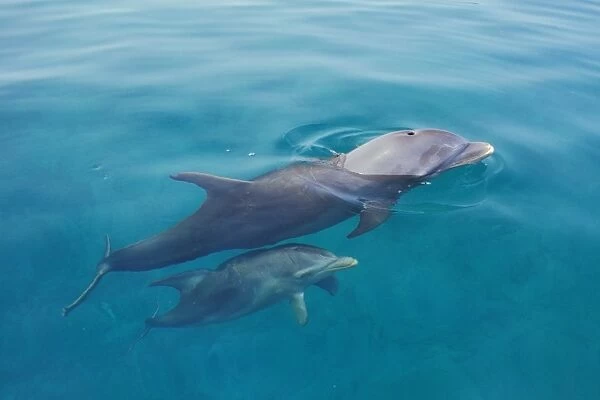 Bottlenosed dolphins - mother with young calf