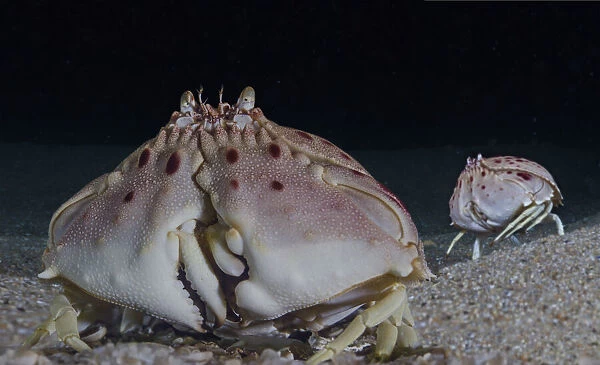 Box crab or shame-faced crab, Calappa granulata. Burrows in sand at depths of 13 to 400 m, common at depths of 30 to 150 m. Lives on Atlantic Ocean and the Mediterranean: from the Sahara to the coast of Portugal and Israel in the Mediterranean