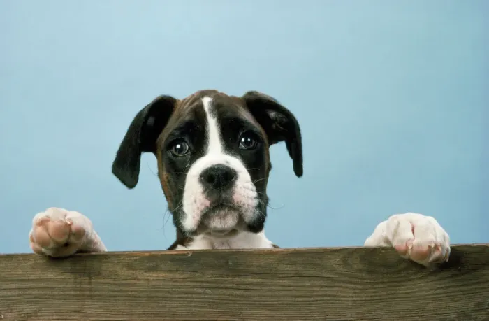 Framed Print : Boxer Dog Print - Ledge Portrait Framed Print : Boxer Dog Print - Ledge Portrait