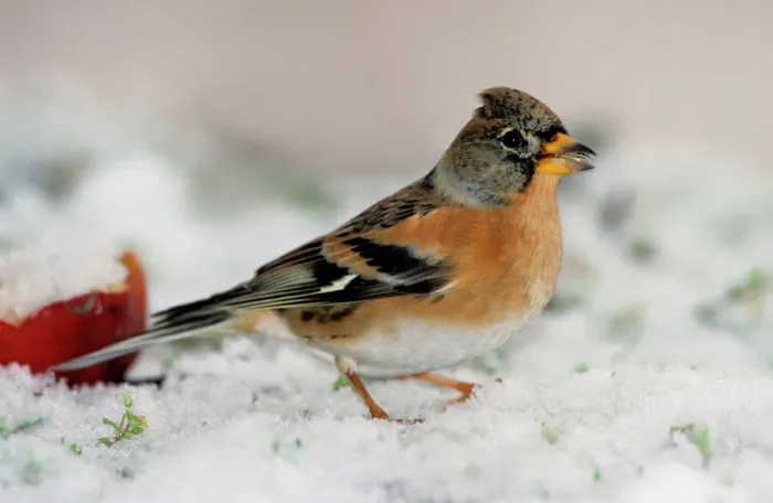 Framed Print : Brambling in Snow Print - Fringilla montifringilla