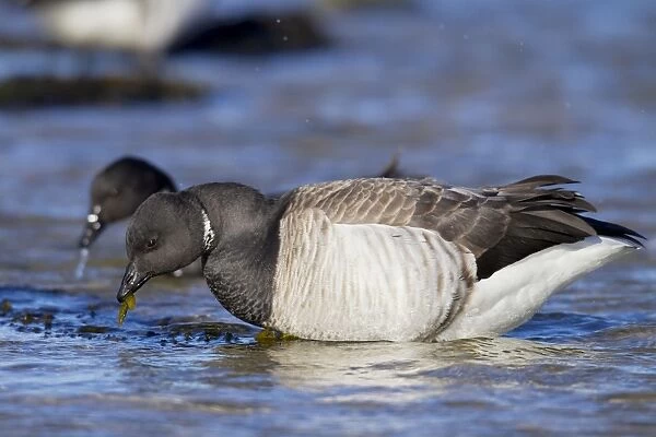Brant  /  Brent Goose - feeding in water in winter. January at Barnegat Light, New Jersey, USA