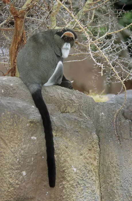Framed Print : De Brazza's Guenon Monkey Print, Cercopithecus neglectus Framed Print : De Brazza's Guenon Monkey Print, Cercopithecus neglectus
