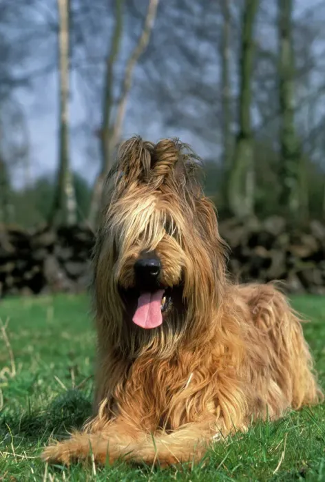 Framed Print : Briard Dog Print - Lying Down Framed Print : Briard Dog Print - Lying Down