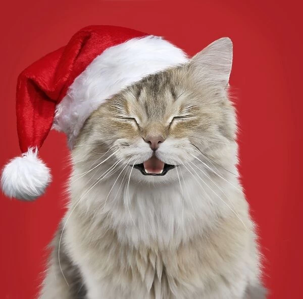 Christmas Card Cat In Santa Hat Fluffy Textured Finish 
