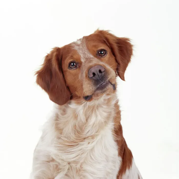 Framed Print : Brittany Dog Print - Head on Side Portrait Framed Print : Brittany Dog Print - Head on Side Portrait