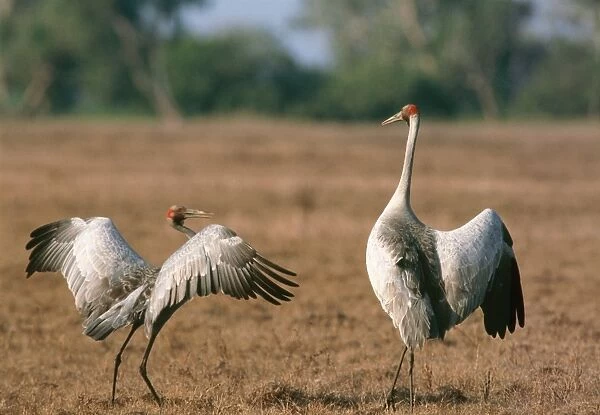 Brogla Crane - pair in courtship dance, Kakadu National Park, Northern Territory, Australia