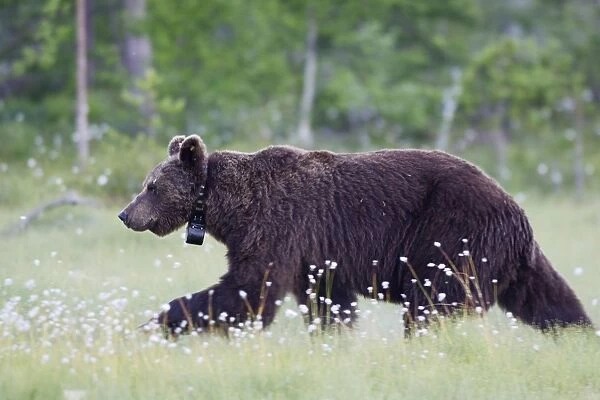 Brown Bear - with collar Finland