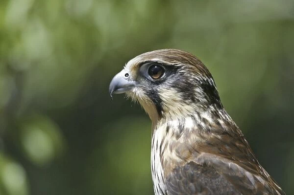 Brown Falcon - close up of head - Tasmanian Devil Park, Eaglehawk Neck, Tasmania Australia