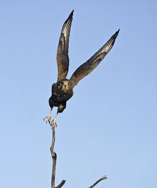 Brown Falcon - in flight - Near Alice Springs, N. T. Australia