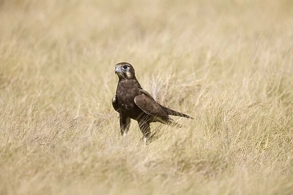 Brown Falcon in grass This bird had dropped to the ground after prey. On Roebuck Plains near Broome, Western Auistralia
