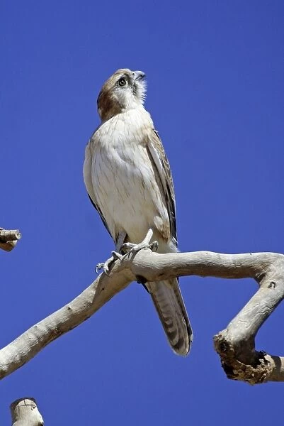 Brown Falcon - looking up into sky Near Alice Springs, Nthn Territory, Australia