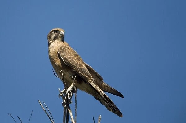 Brown Falcon Found in a wide variety of habitats right throughout Australia. On a roadside tree between Derby and Broome Western Australia