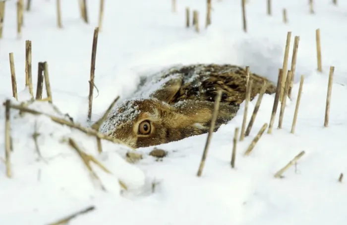 Framed Print : European Brown Hare in Snow Print Framed Print : European Brown Hare in Snow Print