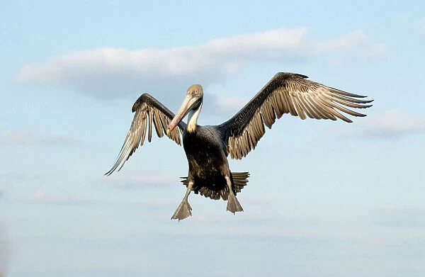 Brown Pelican - In flight, about to land, wings outstretched