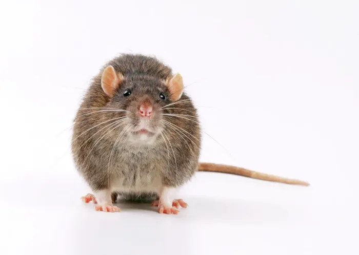 Framed Print : Brown Rat Print (Rattus norvegicus) on White Background Framed Print : Brown Rat Print (Rattus norvegicus) on White Background