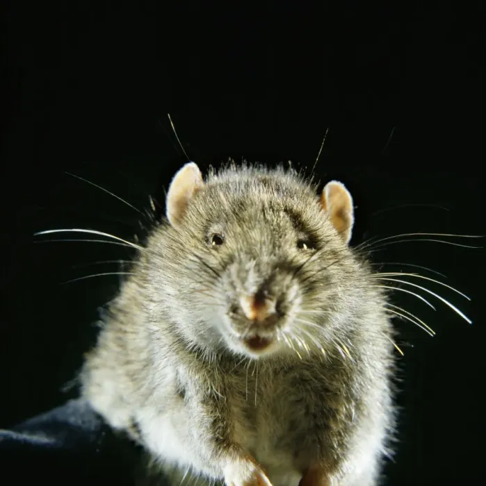 Framed Print : Brown Rat Print AEB-2395 Framed Print : Brown Rat Print AEB-2395