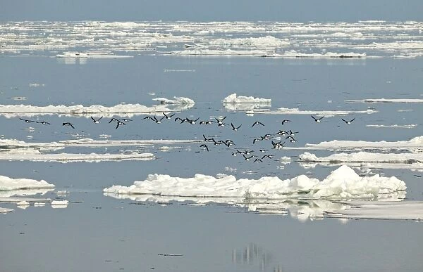Brunnich's Guillemot - Flying over icefloes at sea - Spitsbergan