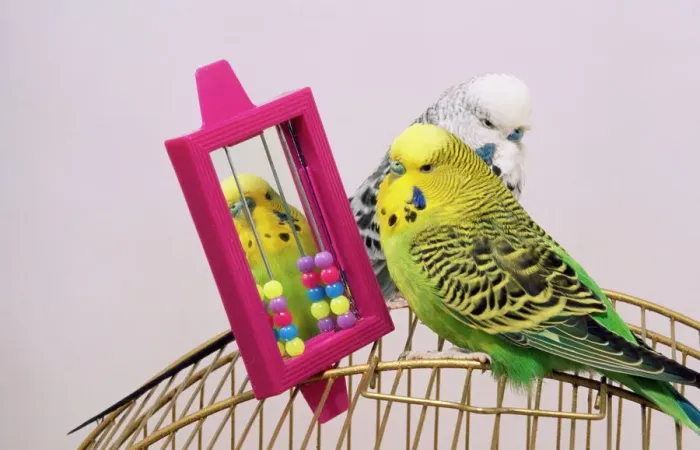 Framed Print : Budgerigar AP-1555 Print Framed Print : Budgerigar AP-1555 Print