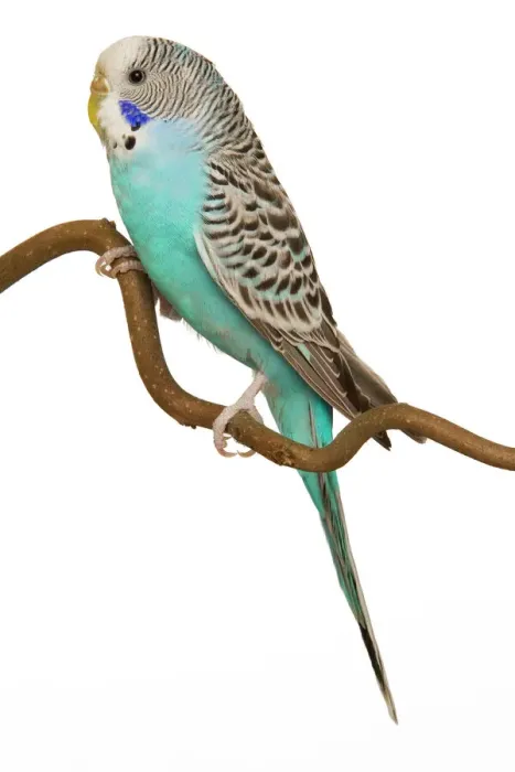 Framed Print : Budgerigar Print on Perch Framed Print : Budgerigar Print on Perch