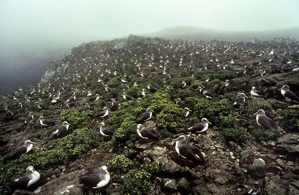Buller's Albatross - Chatham Island - New Zealand