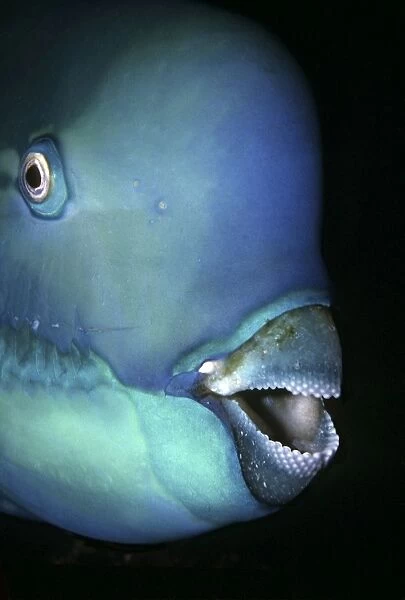 Bullethead Parrotfish - Note the many teeth that form the parrot like beak. These teeth are specially designed for munching coral Heron Island, Great Barrier Reef