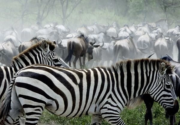 Burchell's  /  Plains  /  Common Zebras and Wildebeests (Connochaetes taurinus) - On migration - Ndutu - Ngorongoro Conservation Area - Tanzania - Africa