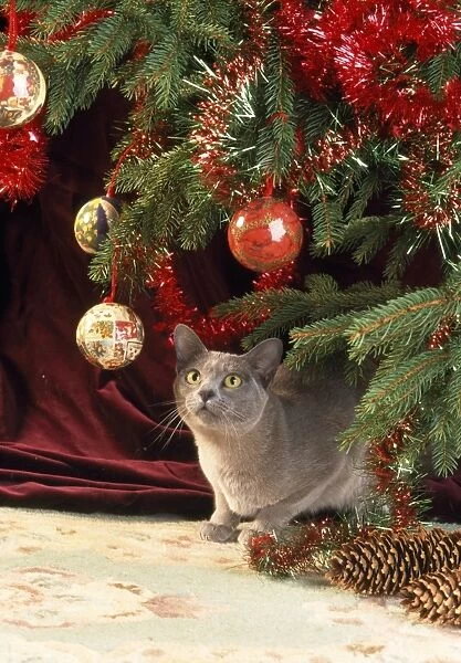 Burmese Cat - under Christmas tree