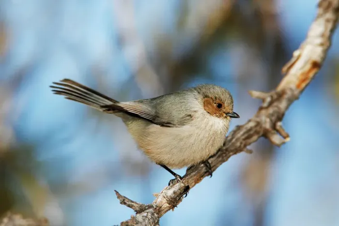 Framed Print : Bushtit Print, Psaltriparus minimus Framed Print : Bushtit Print, Psaltriparus minimus