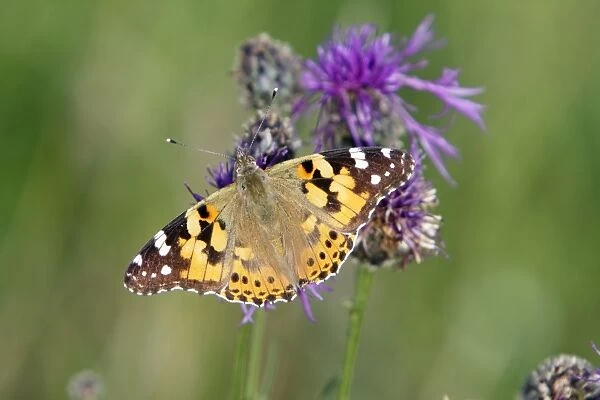 Butterfly, Painted Lady - feeding on knapweed flower, Lower Saxony, Germany