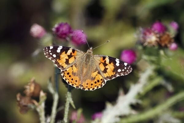 Butterfly, Painted Lady - feeding on thistle flowers, Lower Saxony, Germany
