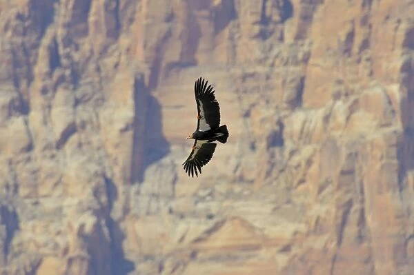 California Condor - in flight near the Vermillion Cliffs - eastern end of Grand Canyon National Park - Arizona - USA _C3A0699