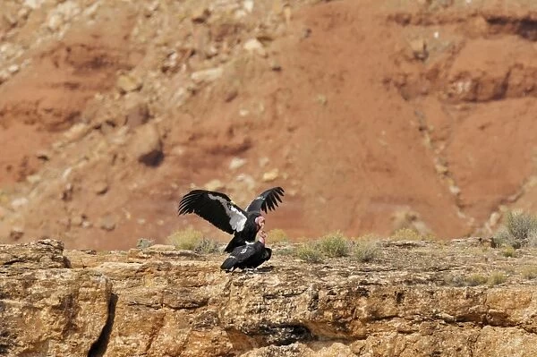 California Condor - mating - near Grand Canyon National Park - Arizona - USA _C3A0079