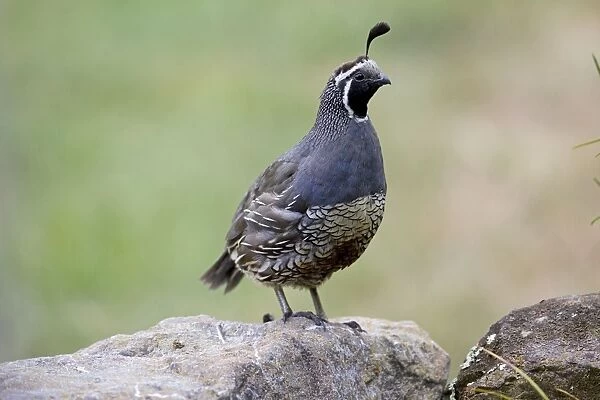 California Quail - male - Teal Valley near Nelson - South Island New Zealand. Introduced from Western North America between 1865 and 1875 and now widespread in suitable habitat