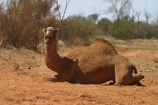 Camel Sitting down Newhaven Bird Sanctuary, Nthn Territory, Australia