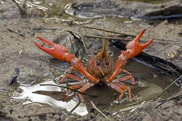 CAN-4454. Red Swamp Crawfish (Crayfish). Louisiana. Procambarus clarkii. John Cancalosi