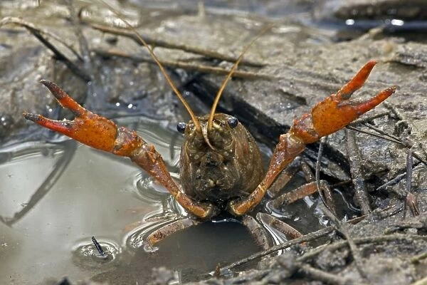 CAN-4455. Red Swamp Crawfish (Crayfish) - defensive display