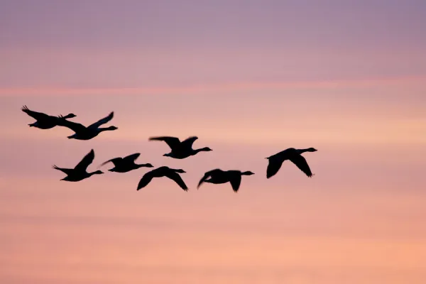 Canada Geese In flight at dawn silhouette against morning glow. Cleveland, UK