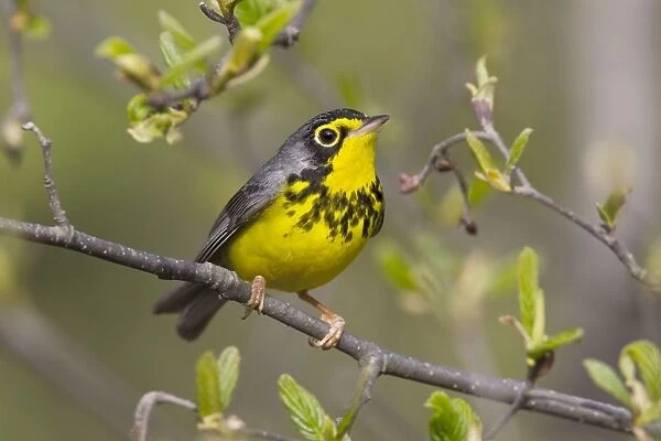 Canada Warbler - On branch - Maine USA - May