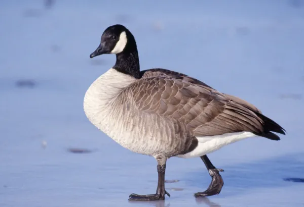 Canadian Goose Rocky Mountains, Colorado, USA