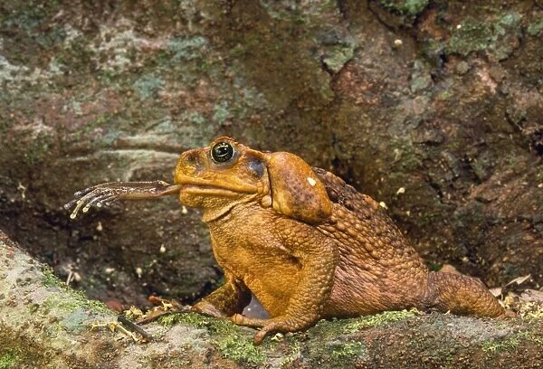 Cane Toad - introduced to Australia in 1935, eating native Tree Frog. Rainforest. Queensland, Australia