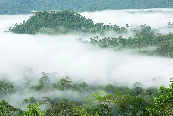 Canopy of lowland rainforest at dawn with fog - Danum Valley Conservation Area - Sabah - Borneo - Malaysia