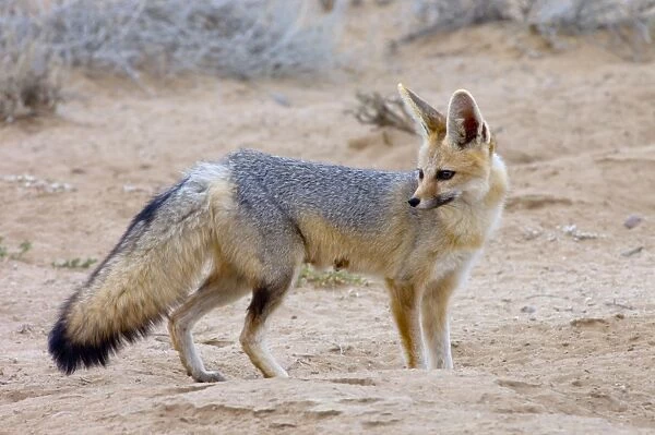 Cape Fox - Adult standing beside burrow entrance. Nocturnal predator of invertebrates, rodents, reptiles and birds. Also wild fruit and carrion. Only true fox in subregion. Endemic in South Africa, Botswana, Namibia and SW Angola