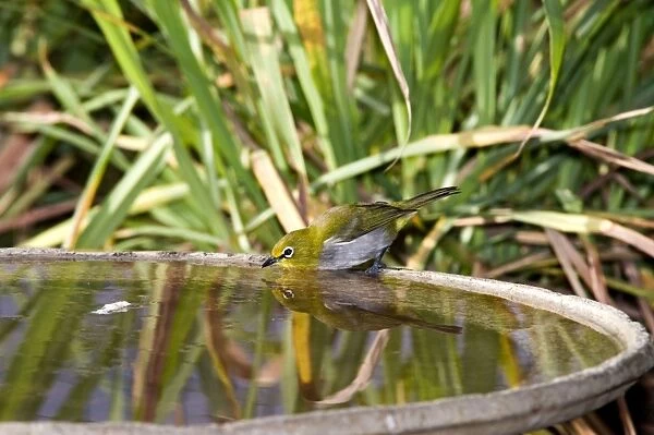 Cape White-eye - drinking at birdbath - throughout the eastern and southern half of South Africa. Grahamstown, Eastern Cape, South Africa