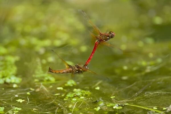 Cardinal Meadowhawk - male towing female during mating activities. Female is resting for a second between egg laying. Summer. Pacific Northwest. _A2A5695