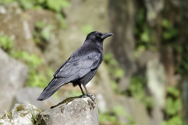Carrion Crow - perched on rock - Hessen - Germany