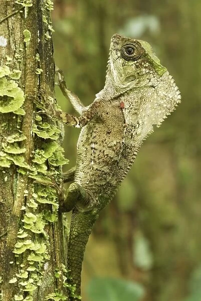 Casque-headed Basilisk - Old Man Lizard - Helmeted Iguana Cahuita N. P. Costa Rica